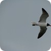 Laughing Gull in Flight, Livingston, Texas