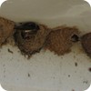 Barn Swallow Nests, Near College Station, Texas