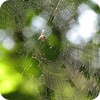 Spiderweb, Deam Wilderness