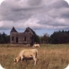 Abandoned House and Cows on Manitoulin Island